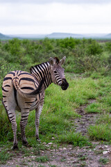 Fototapeta na wymiar Zebra looking back in nature 