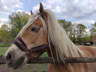 portrait of a horse