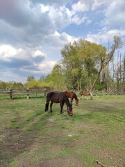 horse in the field