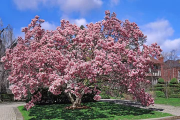 Foto auf Leinwand Beautiful magnolia tree in front yard in a residential neighborhood © Spiroview Inc.