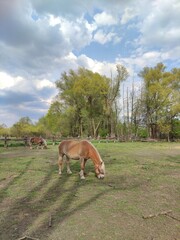 horse on a meadow