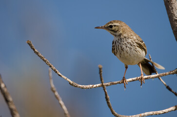 Berthelot's pipit Anthus berthelotii. Vallehermoso. La Gomera. Canary Islands. Spain.