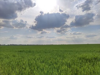 green field and blue sky