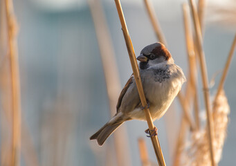 Sparrow sits on a stalk of reeds on a sunny day
