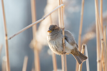 Sparrow sits on a stalk of reeds on a sunny day