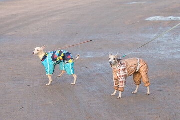 Two Italian greyhounds in overalls for a walk - obrazy, fototapety, plakaty