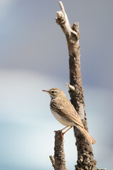 Fototapeta premium Berthelot's pipit Anthus berthelotii. Vallehermoso. La Gomera. Canary Islands. Spain.