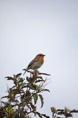 Robin Erithacus Rubecula in springtime, Isle of Lewis, Scotland, United Kingdom