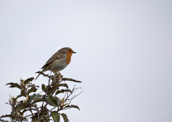 Robin Erithacus Rubecula in springtime, Isle of Lewis, Scotland, United Kingdom
