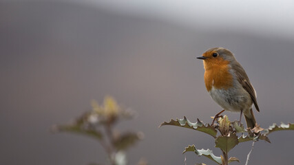 Robin Erithacus Rubecula in springtime, Isle of Lewis, Scotland, United Kingdom