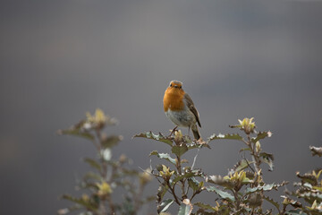 Robin Erithacus Rubecula in springtime, Isle of Lewis, Scotland, United Kingdom
