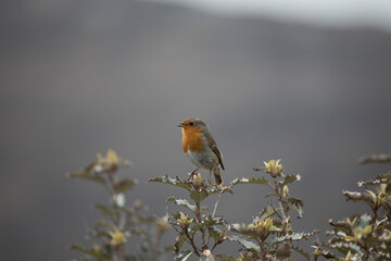 Robin Erithacus Rubecula in springtime, Isle of Lewis, Scotland, United Kingdom