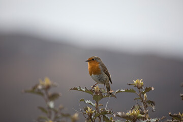 Robin Erithacus Rubecula in springtime, Isle of Lewis, Scotland, United Kingdom