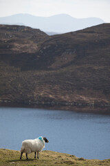 Upland sheep near Dun Carloway, Isle of Lewis, Scotland, United Kingdom
