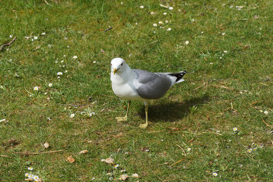 Common gull, mew gull, or sea mew (Larus canus) on the lawn with pieces of gread in a Dutch garden. Family Laridae. Spring, May, Netherlands.