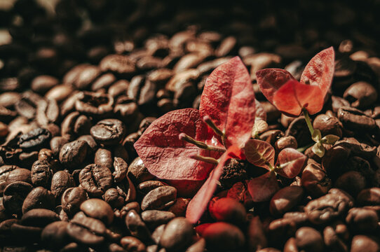 Red flower on the background of a large number of coffee beans
