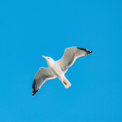 Seagull flying above the sea on the sky baclground.