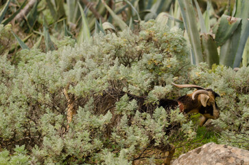 Goat Capra hircus walking in the bushes. Male. Vallehermoso. La Gomera. Canary Islands. Spain.