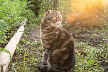 Obraz premium brown tabby cat of the Scottish breed sits on a path in the garden among the beds of vegetables and looks. Wild striped scottish fold cat in the garden in the morning sun