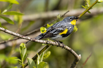 Yellow-rumped Warbler