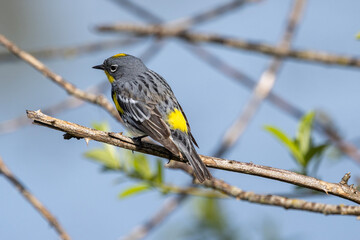 Yellow-rumped Warbler