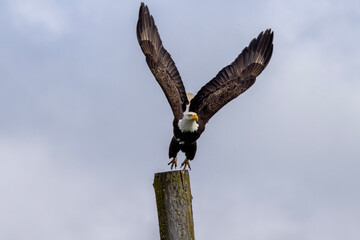 Bald Eagle Launching
