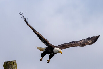 Bald Eagle