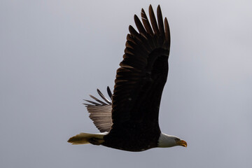 Bald Eagle Soaring