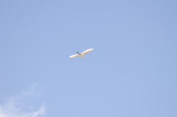 Fototapeta na wymiar Little egret Egretta garzetta in flight. Vallehermoso. La Gomera. Canary Islands. Spain.
