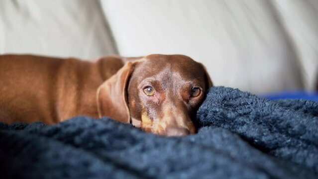 little dachshund makes himself comfortable on the soft blue couch, trying to doze off, closing the eyes. Cute pet at home