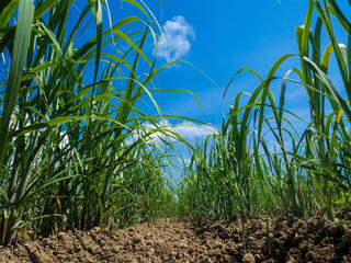晴れた日にローアングルで撮影された南国で元気に成長していく黒糖の原料のサトウキビ