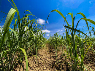 晴れた日にローアングルで撮影された南国で元気に成長していく黒糖の原料のサトウキビ