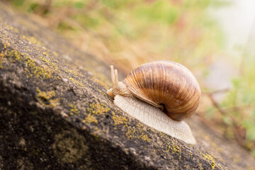 Schnecke auf Stein bergauf