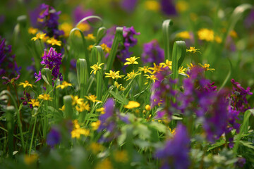 Gagea is a large genus of spring flowers in the lily family. Corydalis solida, fumewort or bird-in-a-bush. First spring flowers