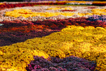 Fototapeta na wymiar Field of mums in colorful patterns
