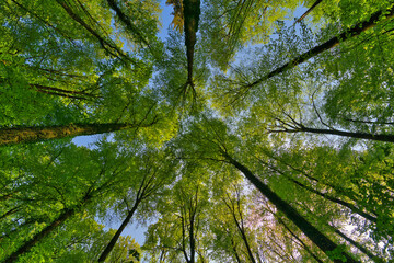 A great view up into the trees direction sky in may, Germany