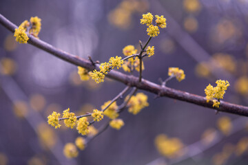 Flowering dogwood tree in spring