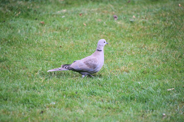 A collared Dove on the grass