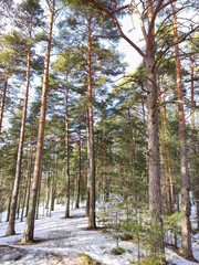 trees in the forest