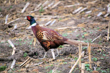 pheasant in the wild