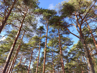 trees in the forest
