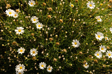 Flowers of Paris daisy Argyranthemum frutescens. Vallehermoso. La Gomera. Canary Islands. Spain.