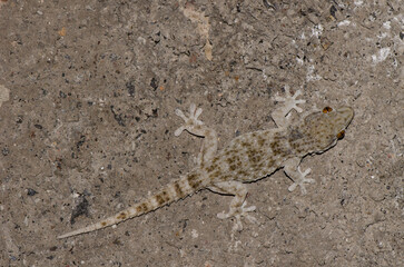 Gomero wall gecko Tarentola gomerensis. Vallehermoso. La Gomera. Canary Islands. Spain.