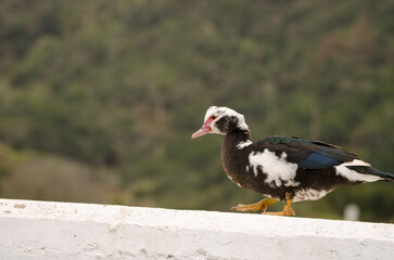 Domestic Muscovy duck Cairina moschata domestica. Las Rosas Dam or Amalahuigue Dam. Agulo. La Gomera. Canary Islands. Spain.