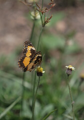 Mariposa amarilla