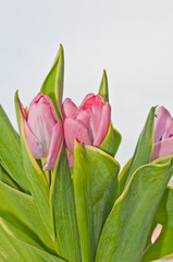 front view, close up of a group of long stem, pink, baby tulips with green leaves, against a gray sky