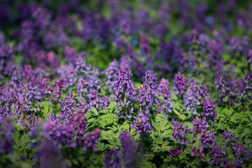 Corydalis solida, fumewort or bird-in-a-bush. First spring flowers