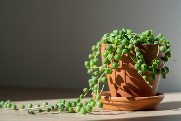 Closeup of Senecio rowleyanus houseplant in terracotta flower pot at home, sunlight. String of...