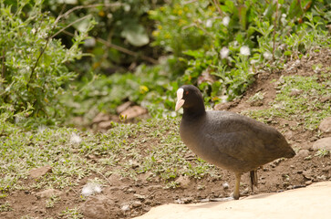 Eurasian coot Fulica atra. Cabecita or Tamarganche dam. Vallehermoso. La Gomera. Canary Islands. Spain.