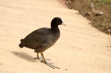 Eurasian coot Fulica atra. Cabecita or Tamarganche dam. Vallehermoso. La Gomera. Canary Islands. Spain.